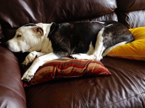 Yes, that is a custom-made American Leather throw-pillow my dog is propping up his butt with