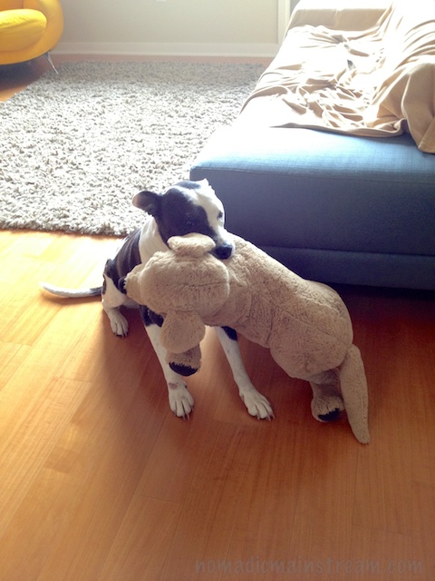 An almost sharp shot of Tisen carrying Big Dog 