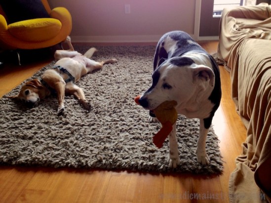 Tisen takes Duck to the other side of the room