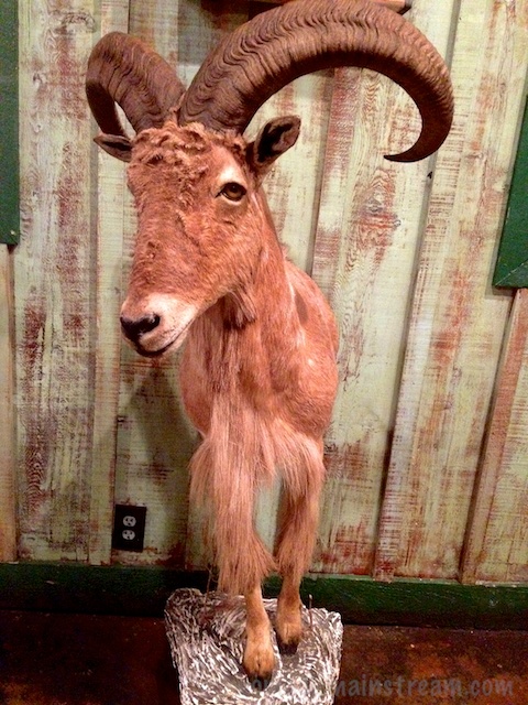 This little guy might have been less startling had his back half not been missing