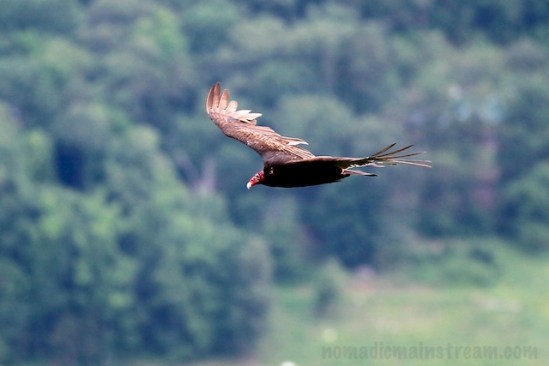 Hang glider pilots are not the only ones equipped to soar the ridge