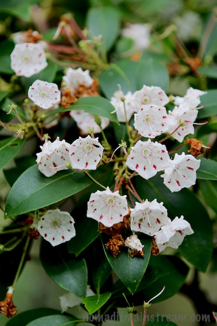More hawthorn/rhododendron