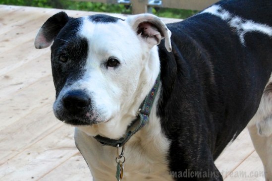 Tisen caught with a mouthful of his dinner on the overlook