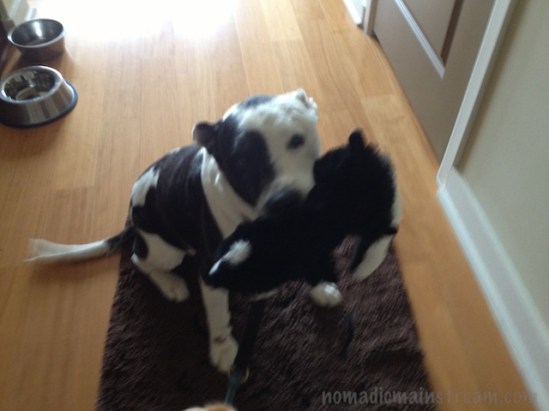 Tisen braving it out at the door