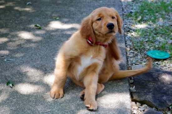 Even scratching is cute when a puppy does it