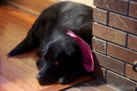 Bonnie trying to hide herself in a too-small corner