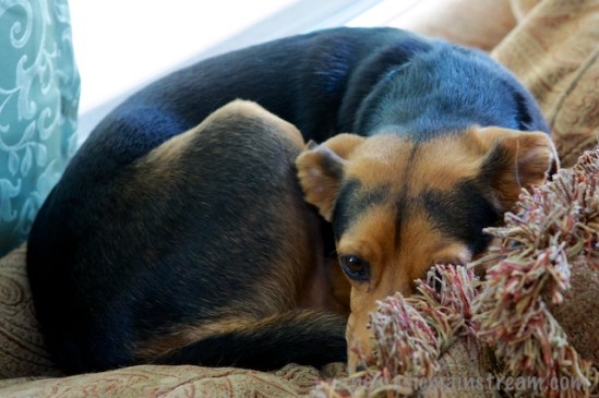 Elliott curled on the couch