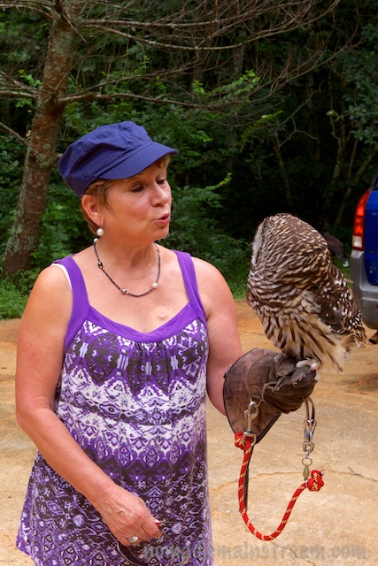 Elvi speaks owl fluently