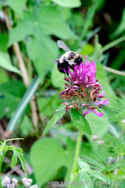 The bee escapes Tisen and lands on a flower