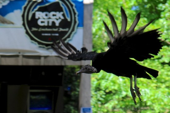 Cayce mid-air (Photo by Patrick Murray)