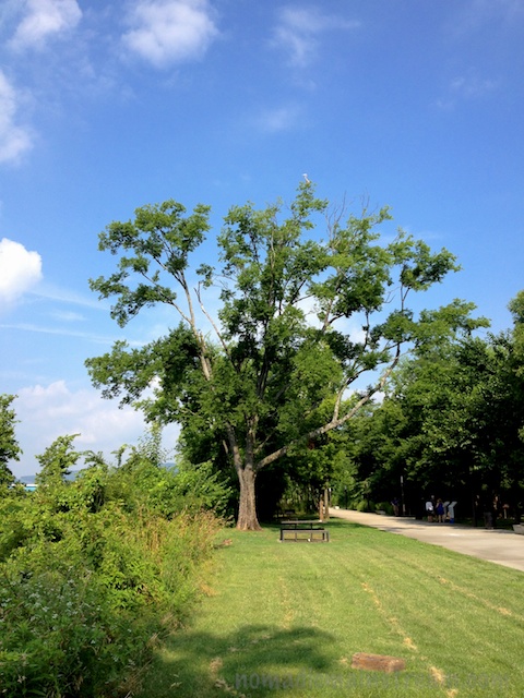 Shooting with my iPhone doesn't allow for close-ups, but you can see the Heron just right of 12 o'clock at the top of the tree