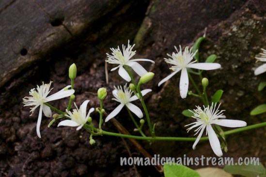 Tiny flowers looking fresh in the shade